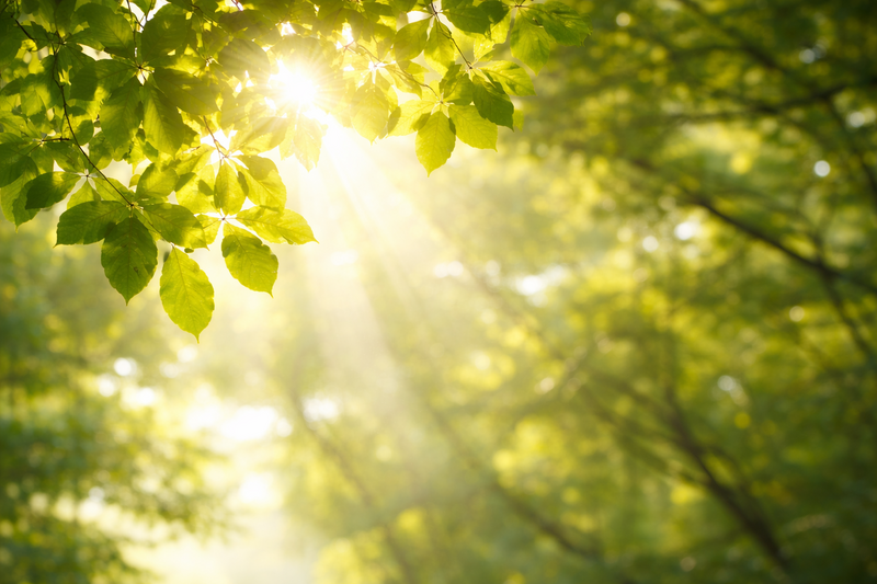 Sunlight filtering through green leaves symbolising clarity and counselling support